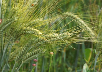Agriculture
