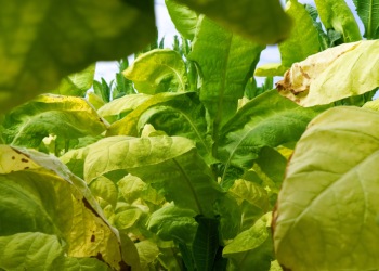 Tobacco Leaf